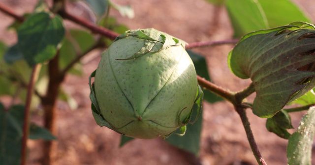 成熟前の緑色のワタの実と葉